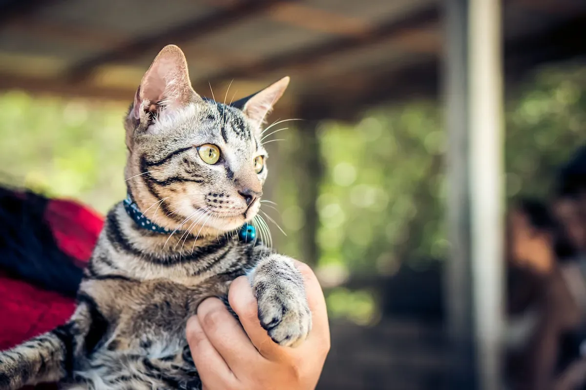 Considering Cats' Well-Being: Balancing Convenience And Comfort