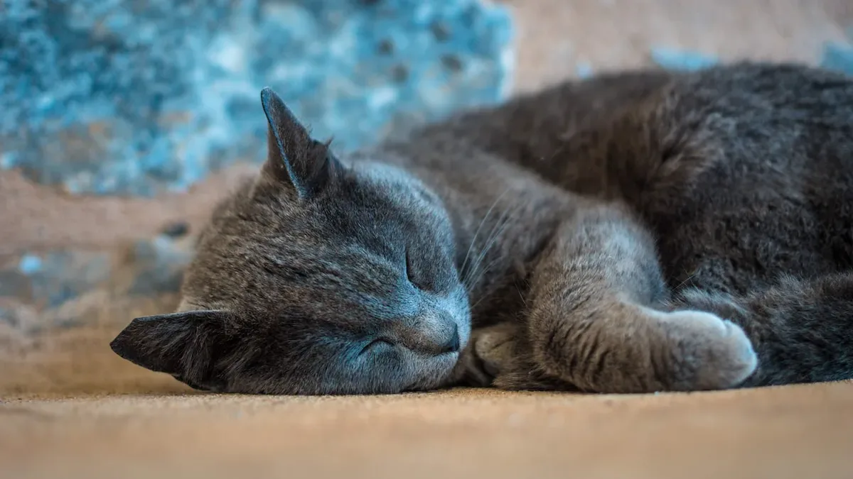 Creating A Cat Haven: Setting Up The Ideal Sleep Environment