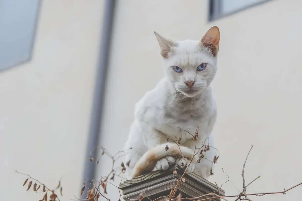 Cuddle Or Security? Unraveling The Reasons Behind Your Cat'S Sleeping Position