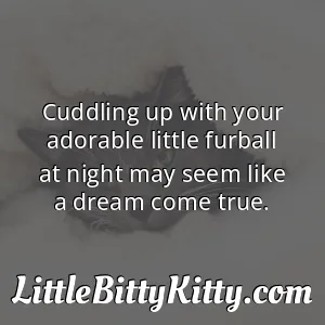 Cuddling up with your adorable little furball at night may seem like a dream come true.