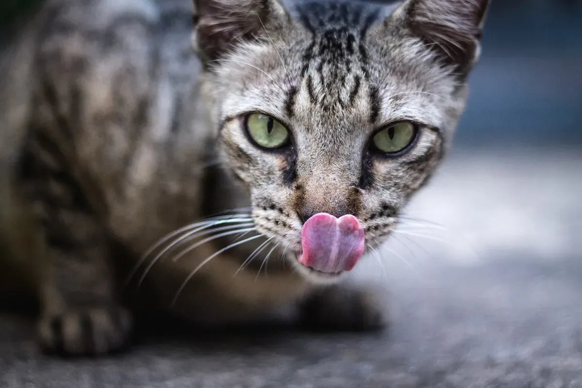 Curiosity Killed The Cat... Or Did It? Examining The Inquisitive Nature Of Belly Showers