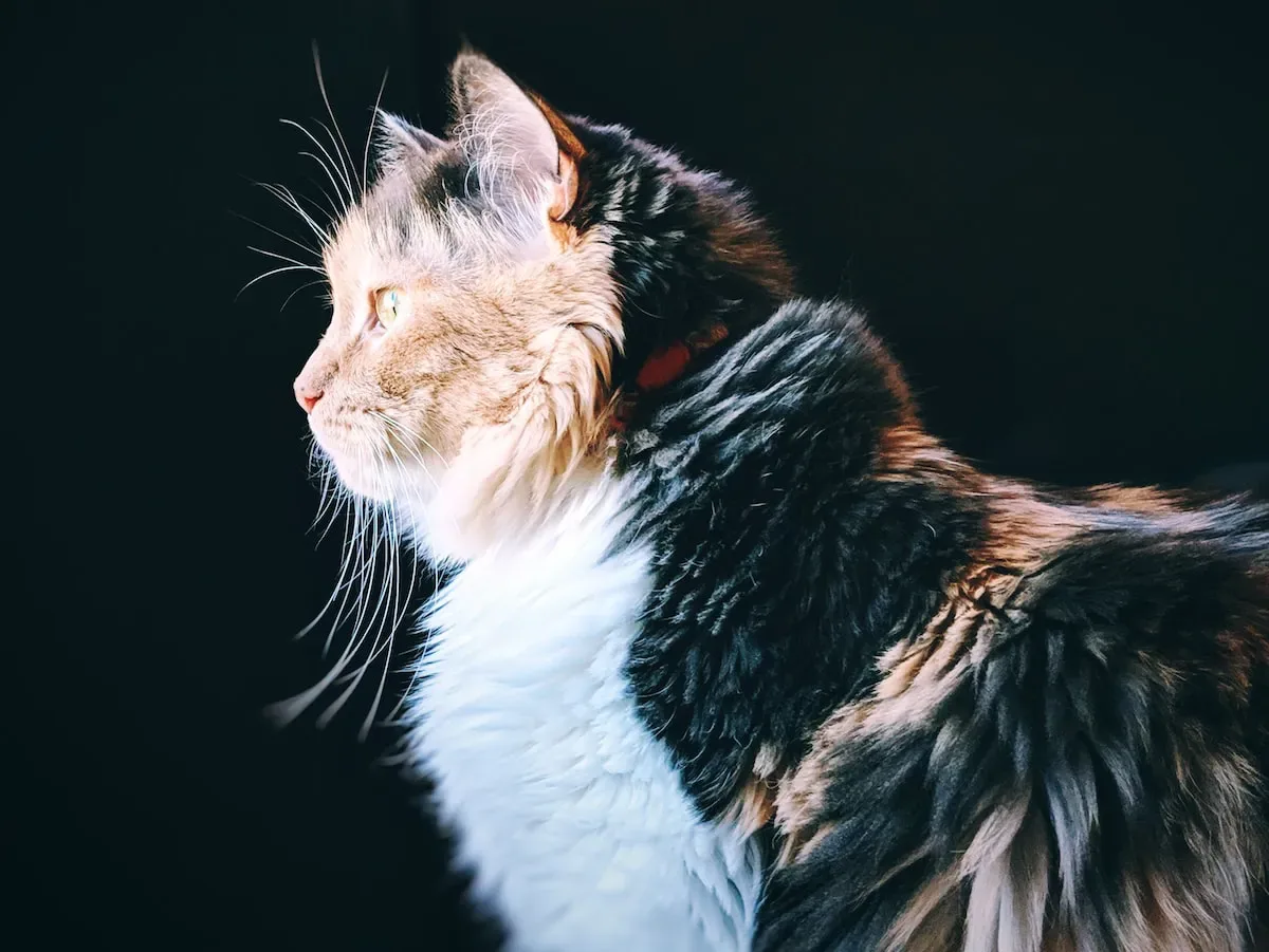 Curiosity Or Comfort? Exploring The Psychological Motivations Of Cats' Nose-To-Face Behavior