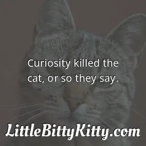 Curiosity killed the cat, or so they say.