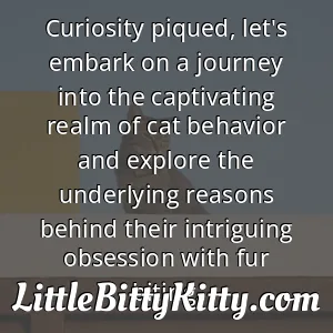 Curiosity piqued, let's embark on a journey into the captivating realm of cat behavior and explore the underlying reasons behind their intriguing obsession with fur biting.