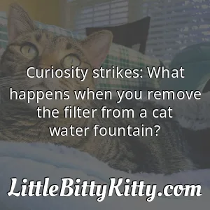 Curiosity strikes: What happens when you remove the filter from a cat water fountain?