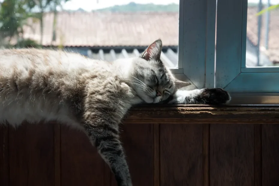 Curious Cats and Leg Love: The Fascinating Story of Stray Cats' Affectionate Rubbing