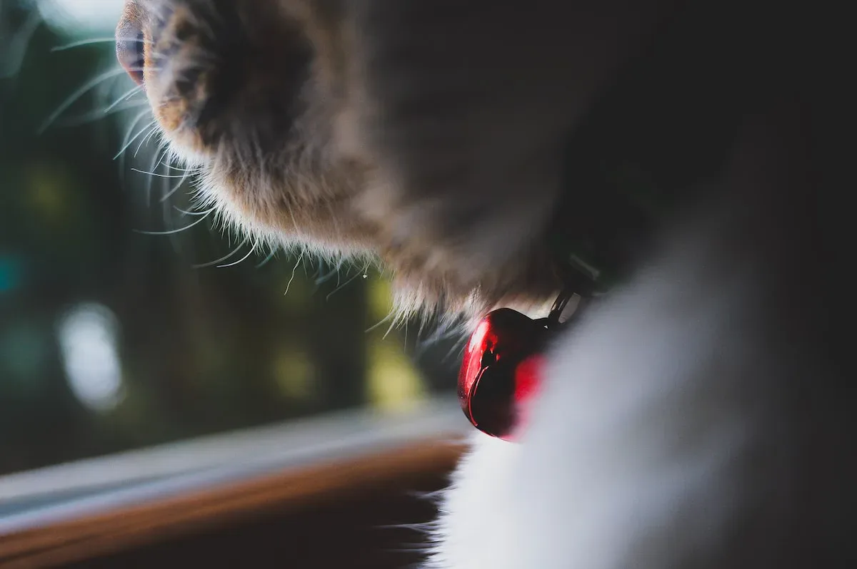 Dairy Treats: Can Cats Digest Them?