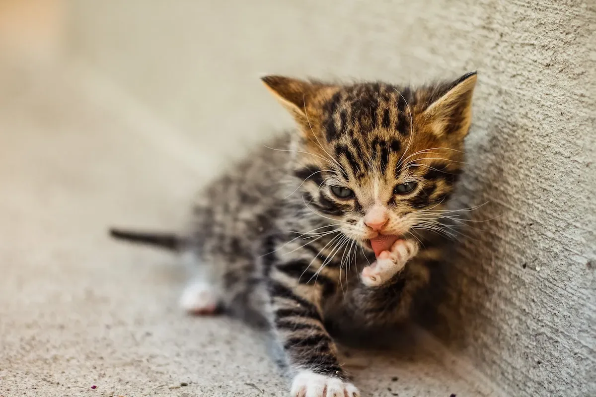 Debunking Myths: Separating Fact From Fiction On Cat Allergy Immunity
