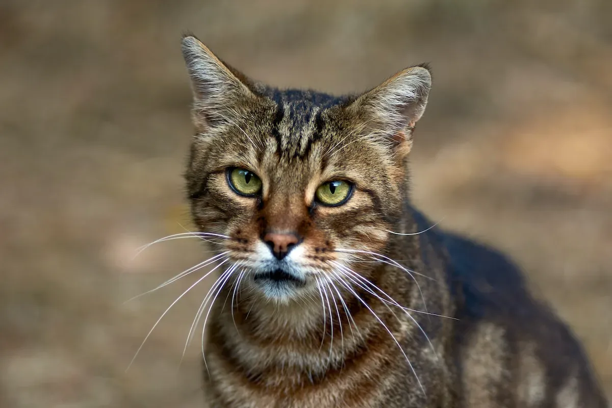 Debunking Myths: Separating Fact From Fiction Regarding Immunity And Cat Allergies