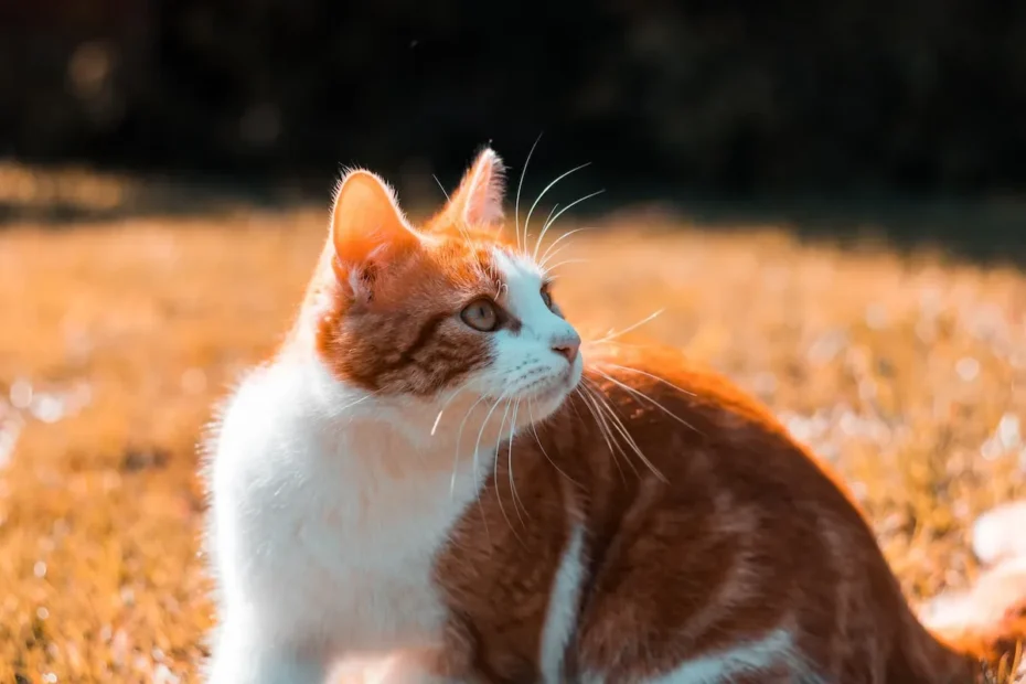 Decoding Cat Behavior: Why Do Cats Bite Their Fur When Cleaning?