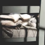 Decoding Cat Behavior: Why Do Cats Flip Their Food Bowls?