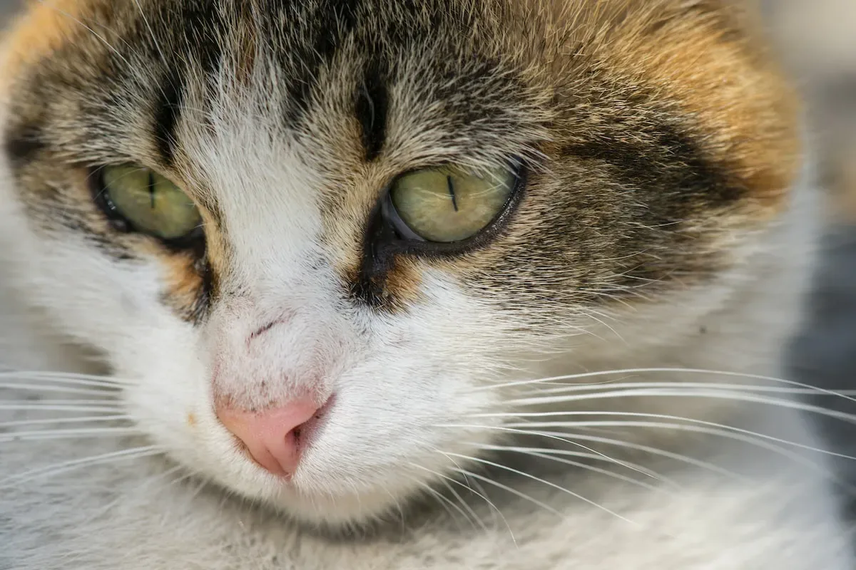 Decoding Cat Communication: Floor Scratching As An Expressive Behavior