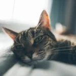 Decoding Cat-Proof Fabrics: Which Materials Resist Feline Scratches?