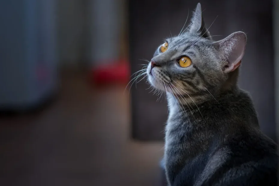 Decoding Feline Appetite: Can Cats Truly Self-Regulate Food?