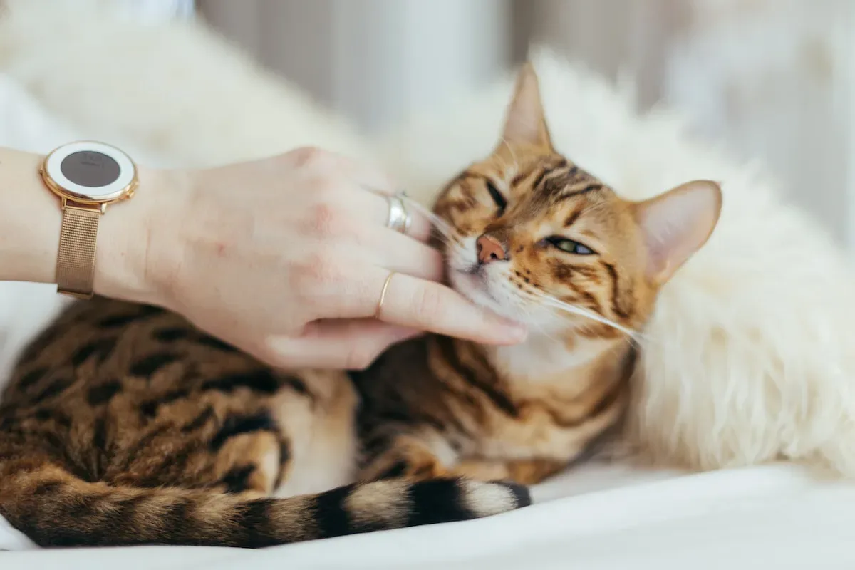 Decoding Feline Body Language: The Belly As A Signal