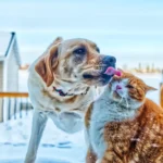 Decoding Low Phosphorus Levels in Cat Food