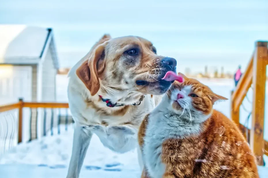 Decoding Low Phosphorus Levels in Cat Food