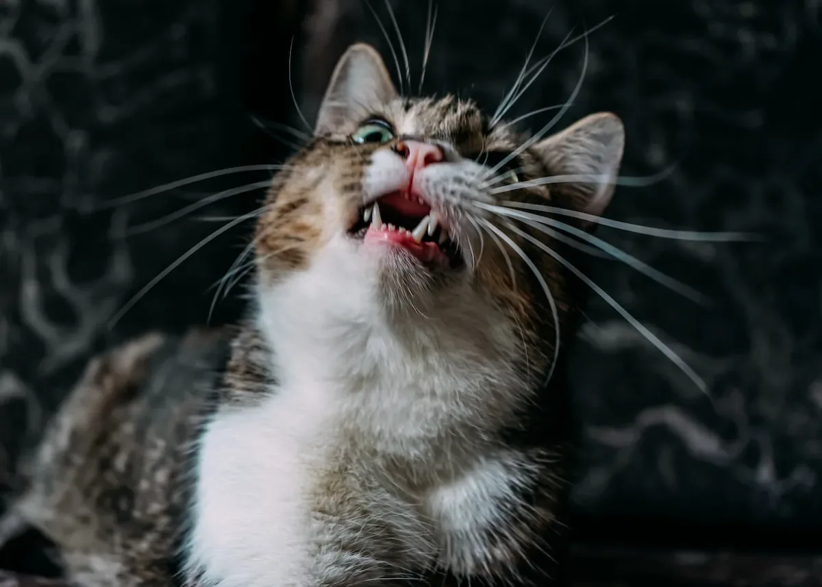 Decoding The Whipped Cream Conundrum: Is It Safe For Cats?