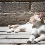 Decoding the Cat's Scruff Grab: Unveiling Feline Behavior Secrets