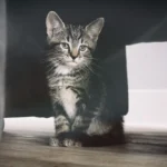 Decoding the Circumferential Charm: Why Do Cats Pace the Perimeter?