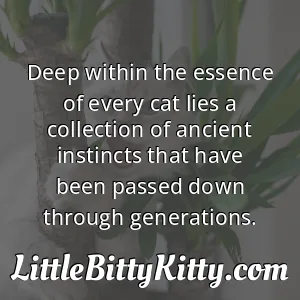 Deep within the essence of every cat lies a collection of ancient instincts that have been passed down through generations.
