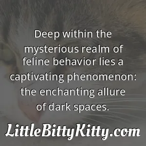 Deep within the mysterious realm of feline behavior lies a captivating phenomenon: the enchanting allure of dark spaces.
