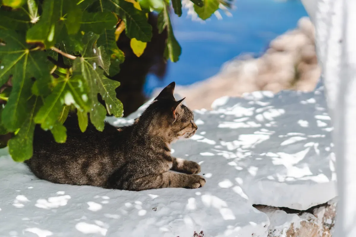 Delving Into The Tuna Temptation: Can Cats Satisfy Their Cravings?