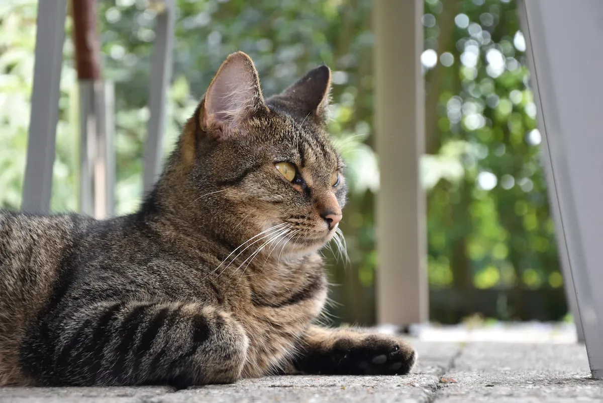 Demystifying Cat Behavior: Why Do Cats Seek Forehead Connections?