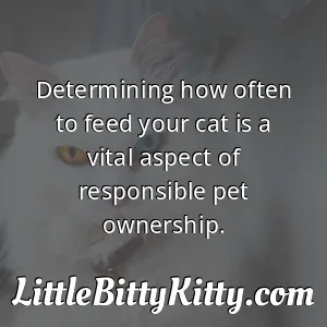 Determining how often to feed your cat is a vital aspect of responsible pet ownership.