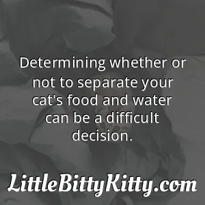 Determining whether or not to separate your cat's food and water can be a difficult decision.