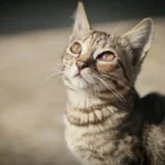 Do Cats Dig Icy Waters? Unveiling the Chilly Connection