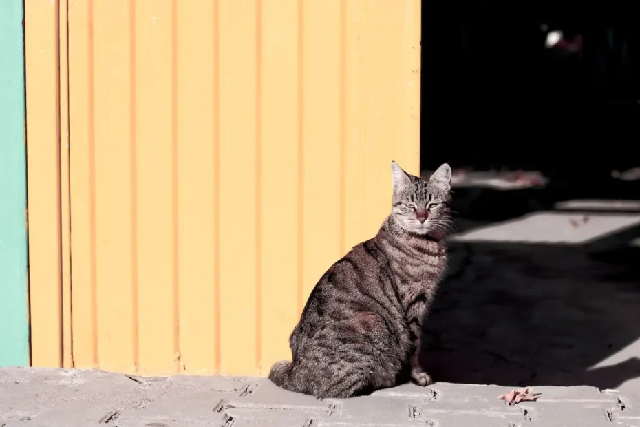 Do Cats Need Separate Food Bowls? Pros, Cons & Tips.