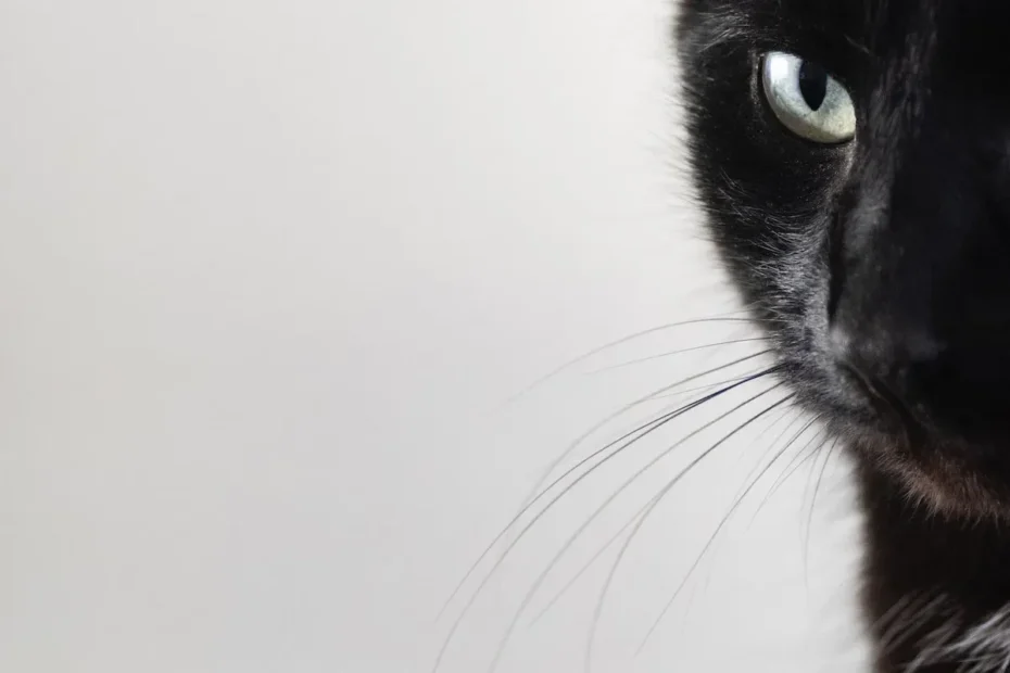Do Cats Prefer Cold Food? Unveiling the Truth.