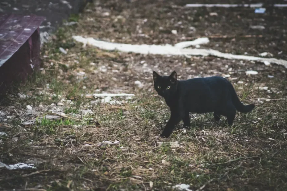Do Stray Cats Eat Mice? Unraveling the Feline Mouse Chronicles
