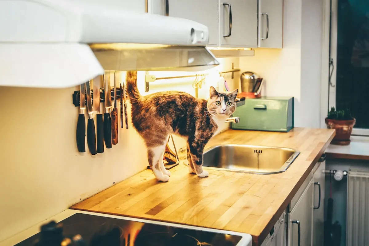 Dos And Don'Ts: Incorporating Tuna Into A Diabetic Cat'S Diet