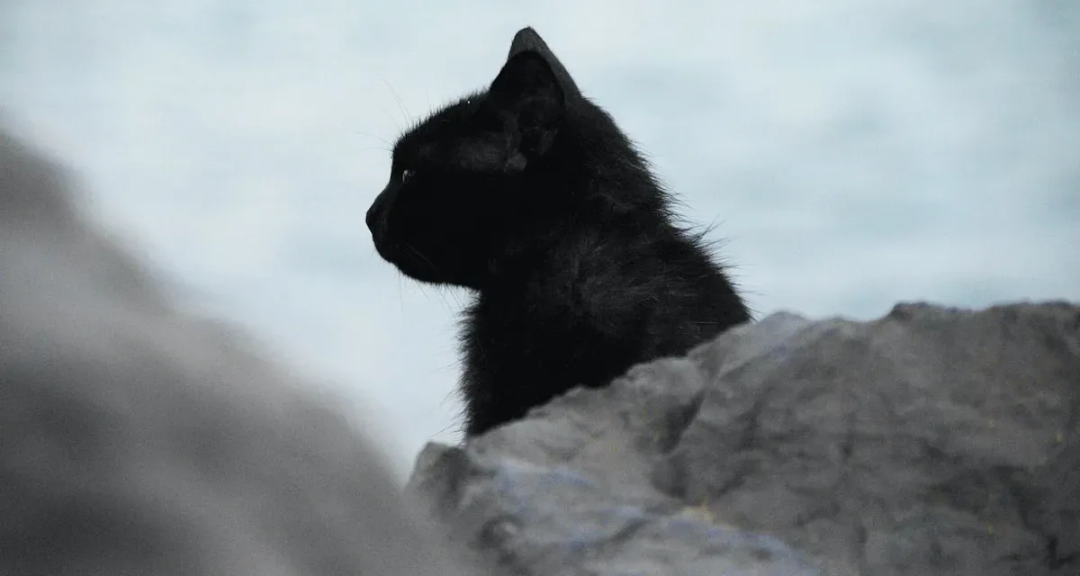 Ensuring Adequate Hydration: Tips For Kitten Owners