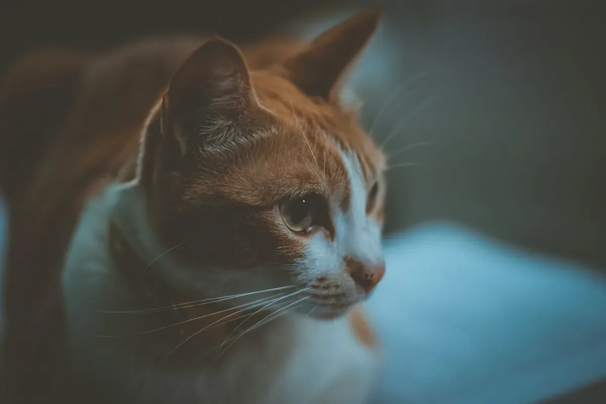 Environmental Factors: How Living Conditions Influence A Cat'S Years
