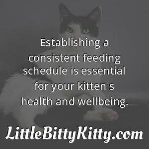 Establishing a consistent feeding schedule is essential for your kitten's health and wellbeing.