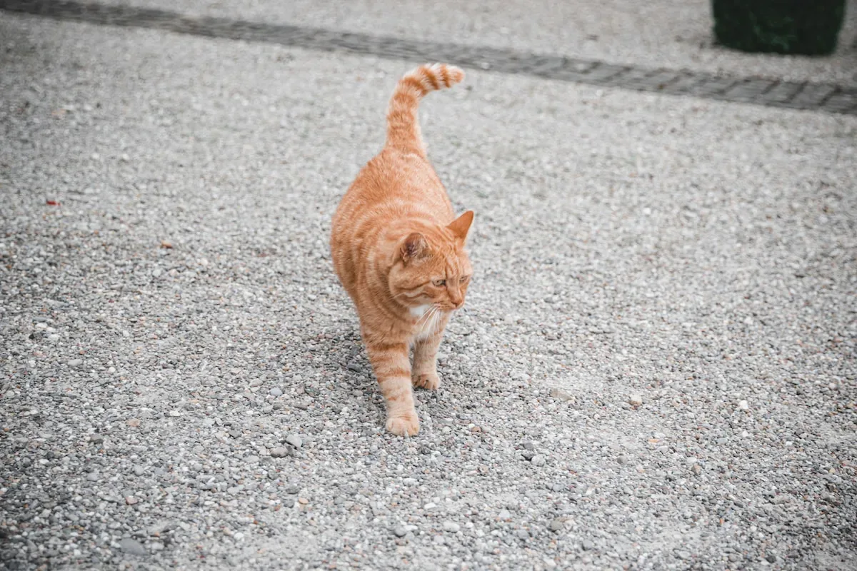 Exploring Feline Personal Space: Tail Etiquette And Interpretation