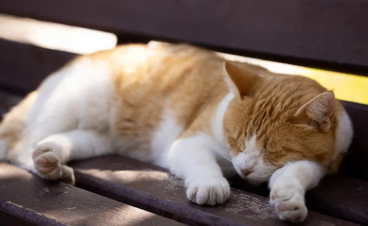 Exploring The Deep Bond Between Cats And Their Humans