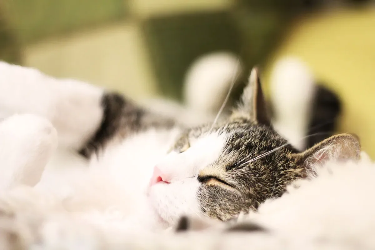 Feathered Feast Or Fishy Fantasy: Which Tempts Your Cat'S Taste Buds?