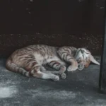 Feeding Your 3-Month-Old Kitten: Wet Food Portions Demystified