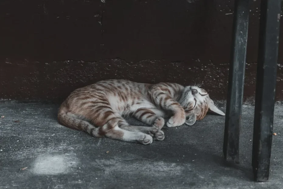Feeding Your 3-Month-Old Kitten: Wet Food Portions Demystified
