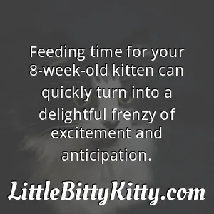 Feeding time for your 8-week-old kitten can quickly turn into a delightful frenzy of excitement and anticipation.