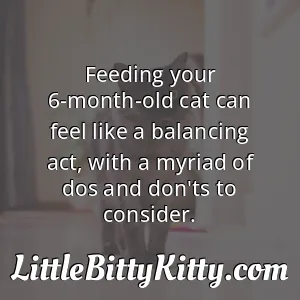 Feeding your 6-month-old cat can feel like a balancing act, with a myriad of dos and don'ts to consider.