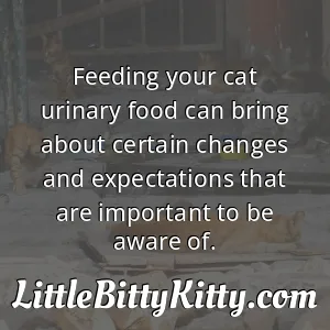 Feeding your cat urinary food can bring about certain changes and expectations that are important to be aware of.