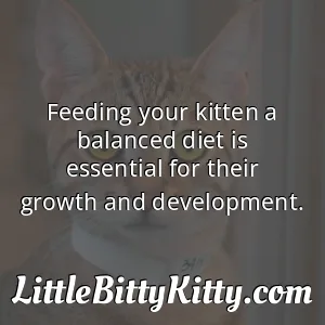Feeding your kitten a balanced diet is essential for their growth and development.