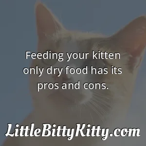 Feeding your kitten only dry food has its pros and cons.