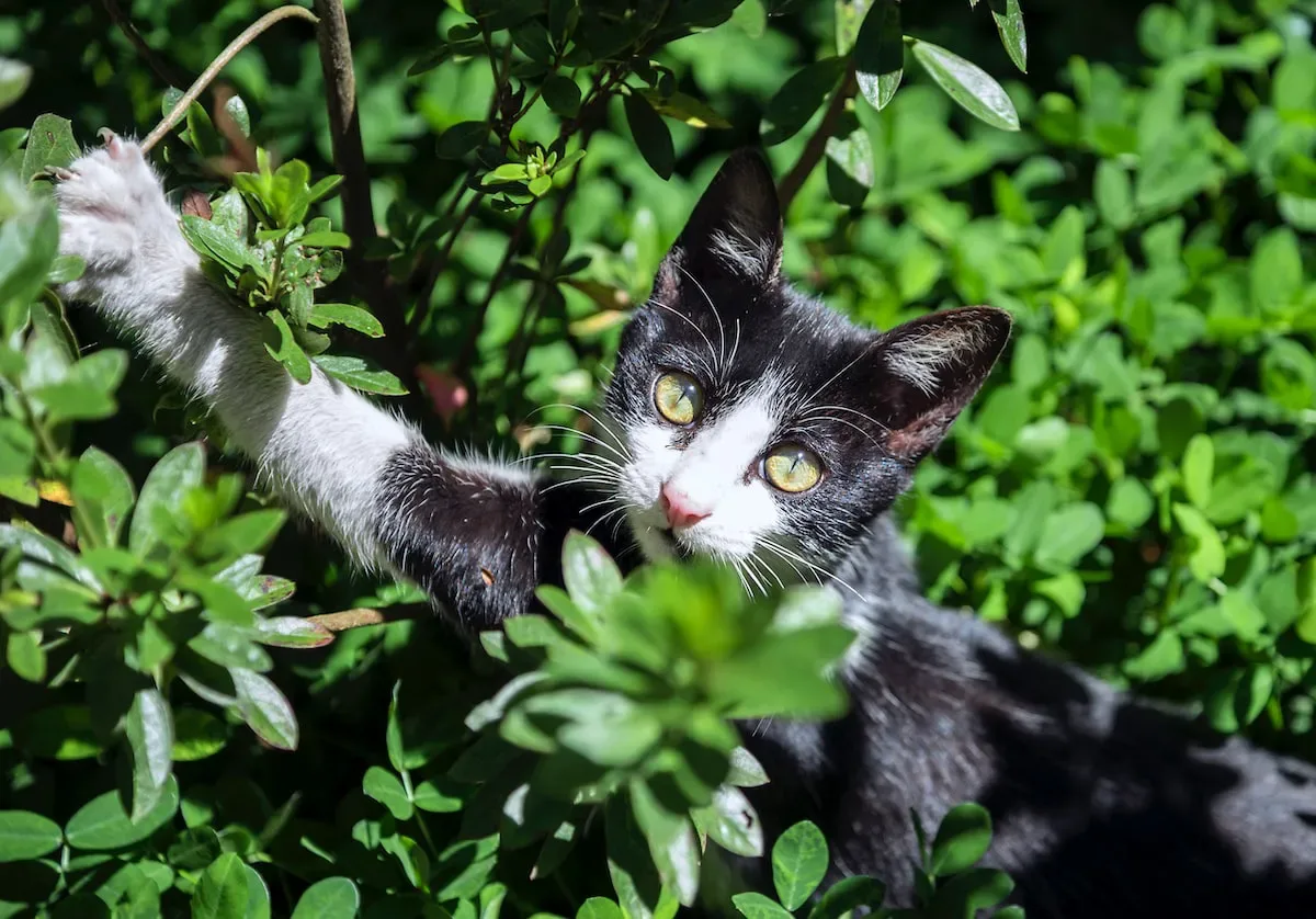 Feline Affection Unleashed: How Cats Show Love Through Their Paws