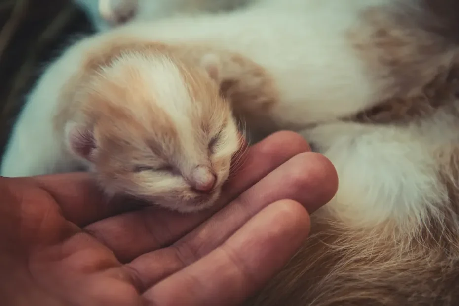 Feline Ear Love: Why Cats Adore Getting Their Ears Rubbed